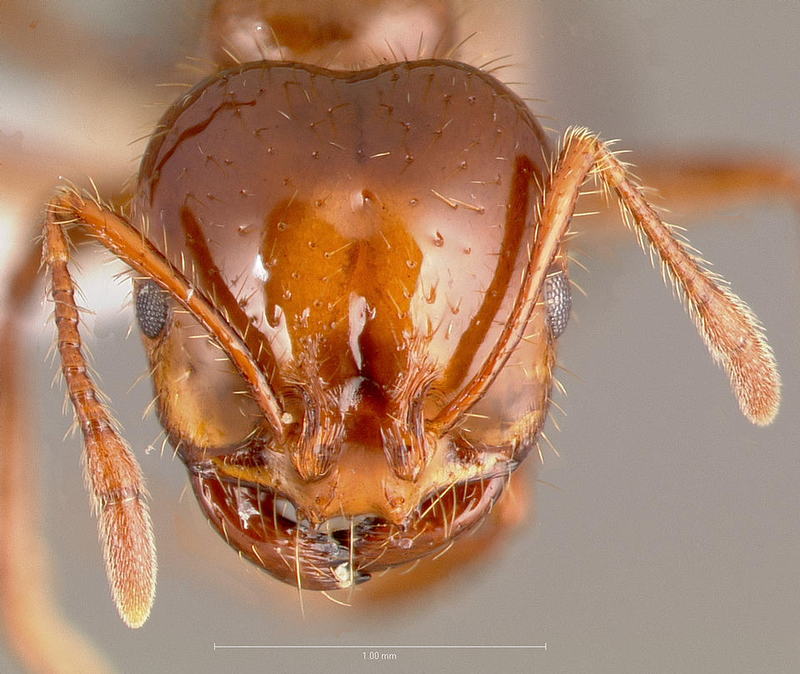 Cabeza de una Solenopsis invicta. Wikimedia Commons